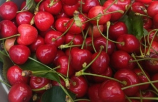  Çeribaşı Kirazı Tescillendi