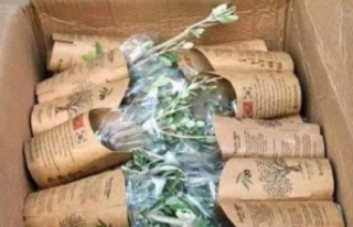 Güney Kore’den Hatay’a 3043 Zeytin Fidanı: Şehitlerimizin...