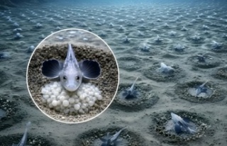 Antarktika’nın Buzlarının Altında 60 Milyon...