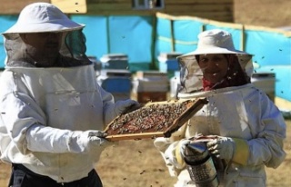 Anzer Balında Büyük Alarm: 10 Ton Üretiliyor,...