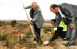 250 Bin Şehit 250 Bin Fidanla Yaşatılacak