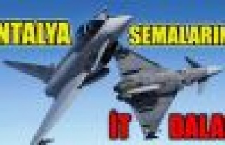 Antalya semalarında it dalaşı!