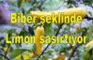 Biber şeklinde limon görenleri şaşırtıyor