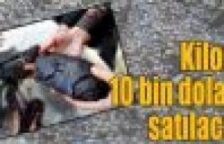 Bu balıklar altın (