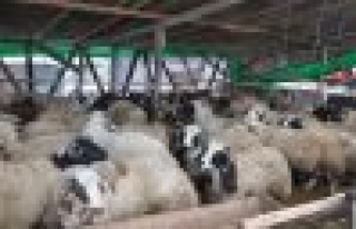 Diyanet İşleri Başkanlığı `Kurban` tebliği...