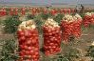Geçen yıl kilosu 2 liraydı, bu yıl 7 kuruş!