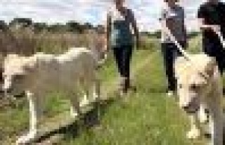 İşte 'beyaz aslan köpekler!'