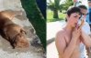 Kartal sahilinde pitbull saldırısı