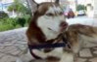KAYIP HUSKY ALEX