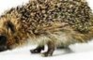 Kirpi deprem habercisi mi? 1 gün önce bölgeyi istila...