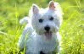 Köpeklerin sesini de ‘hadım’ ediyorlar