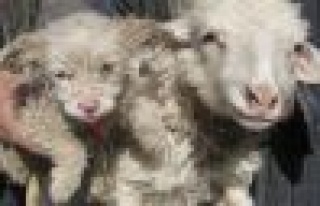 Çin'de Koyun, Köpek Doğurdu!