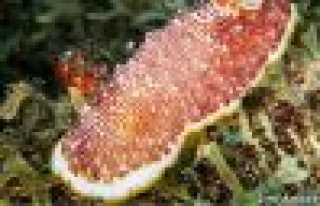 Kullan, at: Tek sevişmelik penis 