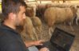 Kurbanlıklarını İnternetten Satıyor