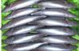  Palamut 1 liraya düştü