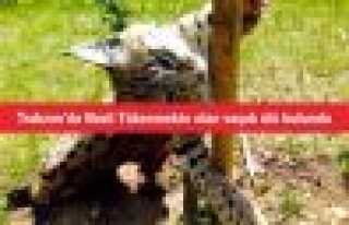 Trabzon’da Nesli Tükenmekte olan vaşak ölü bulundu