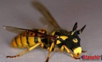 EŞEK ARISININ MÜKEMMEL ZAMANLAMASI: DOĞADAN GELEN HESAPSIZ HESAP