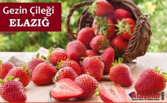 Gezin Çileği: Doğanın Ritmiyle Yetişen Bir Lezzet