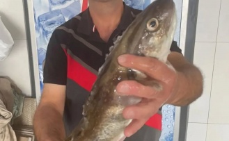 Perşembe’de Mezgit Mucizesi: 1 Kiloluk Dev Balık 1.000 TL’ye Alıcı Buldu