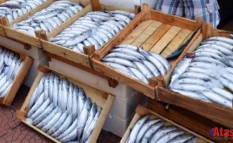 Sinop’ta Palamut Bereketi