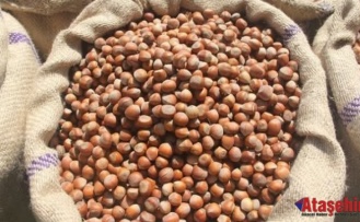 Fındık Üreticisine Güvence: Alım Fiyatı Brüt 370 TL, Net 362 TL