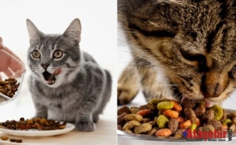En Kaliteli Kedi Mamaları Hangileri?