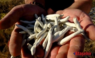 Doğadan Gelen Şifa: Kenger Sakızı Altın Değerinde