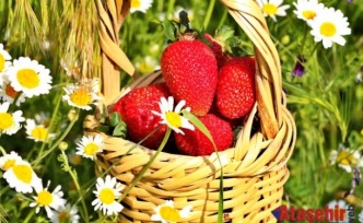 Helvadere Çileği Dünya Sahnesinde