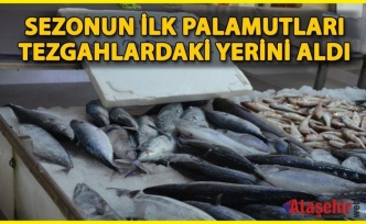 Sezonun İlk Palamutları Sinop Tezgâhlarında