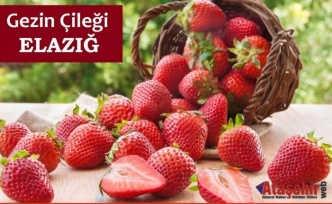 Gezin Çileği: Doğanın Ritmiyle Yetişen Bir Lezzet