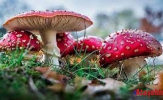 Her Mantar Toplanmaz: Doğada Zehirli Tehlike