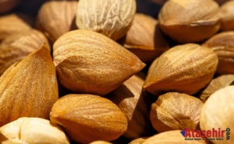 Kayısı çekirdeği hem şifa hem zehir olabilir!