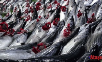 Kestane Karası Fırtınası ve Palamut