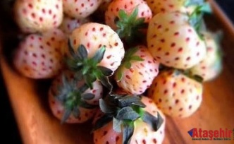 Osmanlı Çileği: Ereğli'nin Aromalı Mirası Yeniden Canlanıyor