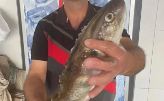 Perşembe’de Mezgit Mucizesi: 1 Kiloluk Dev Balık 1.000 TL’ye Alıcı Buldu