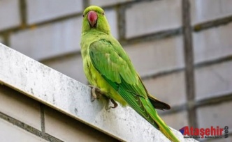 Yeşil Papağanlar: Kentin Renkli Ama Sessiz İstilacıları