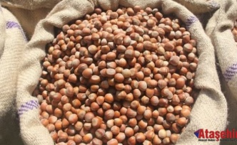 Fındık Üreticisine Güvence: Alım Fiyatı Brüt 370 TL, Net 362 TL