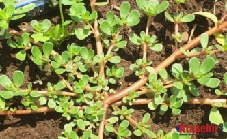 Semizotu: Bahçedeki Mütevazı Süper Gıda