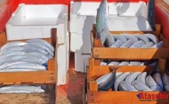 Sinop’ta Palamut Bereketi: Kooperatif Kasaları Doldu, Gözler Cide’de