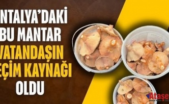 Doğal Mantar Vatandaşın Geçim Kaynağı Oldu