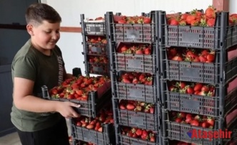 Ovacık Çileği Dünya Pazarında Talebe Yetişemiyor!