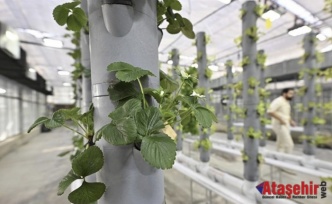 Topraksız Dikey Tarım: Geleceğin Üretim Modeli Türkiye’de Hayata Geçiyor