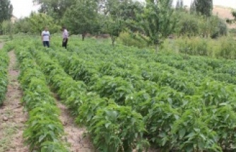 Malatya’da Yetiştirildi  Kilogramı 300 lira