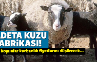 Bu koyunlar Yetiştireni zengin ediyor