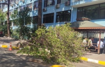 Fırtına Siyami Ersek Hastanesi Bahçesinde Ağaçları Devirdi