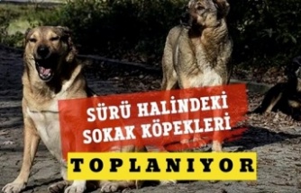 İstanbul Valiliği,  Başıboş köpekleri acilen toplayın