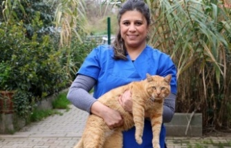 Kısırlaştırılan her sokak kedisinin maması Ataşehir Belediyesinden