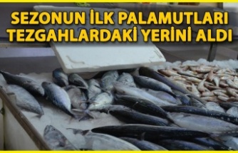 Sezonun İlk Palamutları Sinop Tezgâhlarında