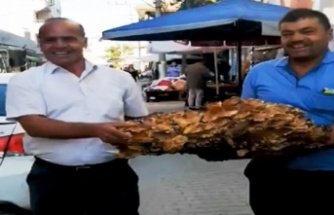 80 Kiloluk Dev Gürgen Mantarı Şaşkınlık Yarattı
