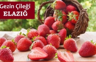 Gezin Çileği: Doğanın Ritmiyle Yetişen Bir Lezzet